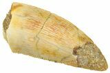 Bargain, Real Raptor Tooth - Restored Tip #261092-1